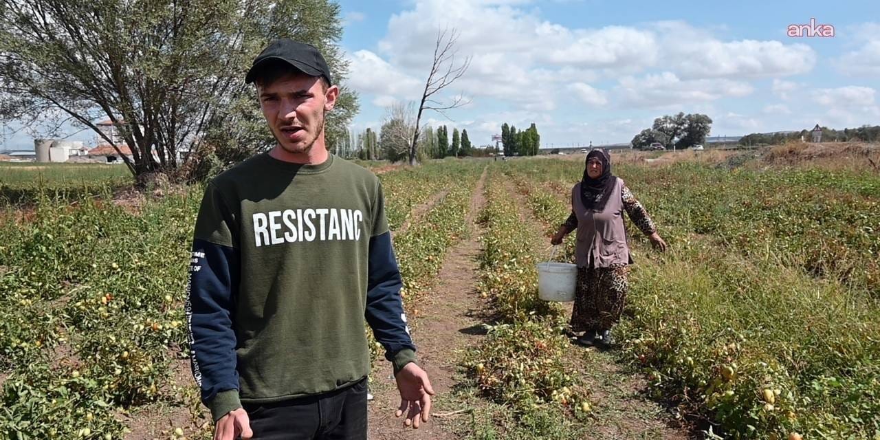 ciftci maliyetten kurtuldu tuketici ucuza aldi tarlasini acti kova kova topladilar PsLUhT9E