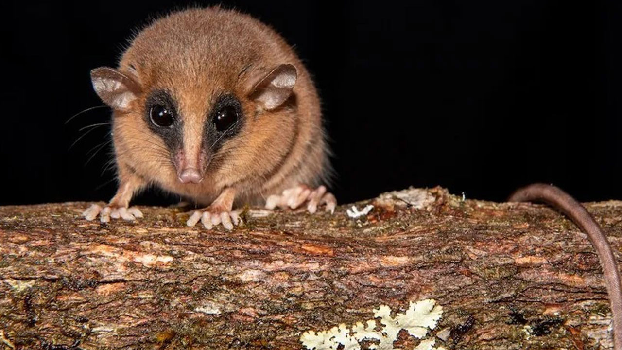 peruda kesfedilen gizemli canli bilim insanlarini sasirtti dTw5MekM