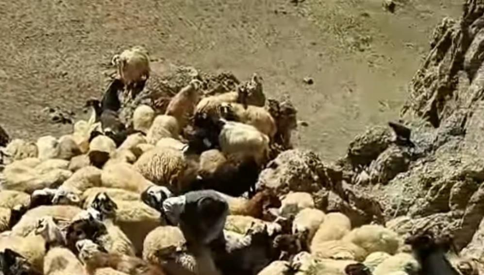 vanda suruye kurtlar saldirdi uAXu6sfW