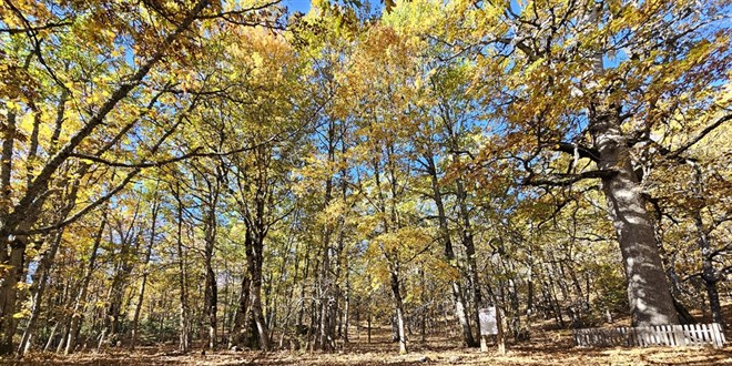 dunyadaki tek orman izinsiz girisin cezasi 557 bin 212 tl 6uZCzl3Z.jpg