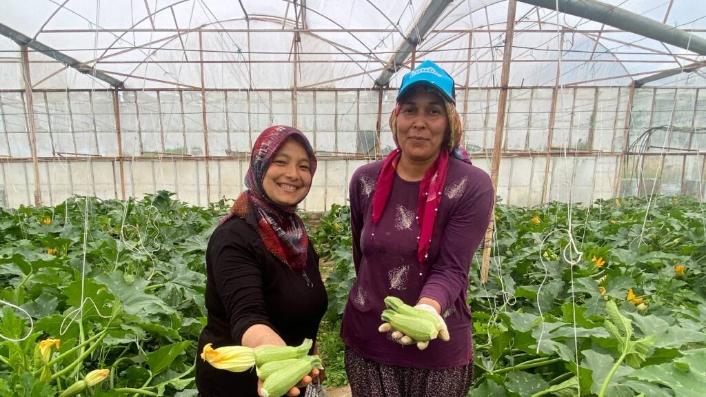 3,5 Dönüm Araziden Avrupa’ya İhracat: Mini Kabağın Kilosu 50 TL’ye Düştü