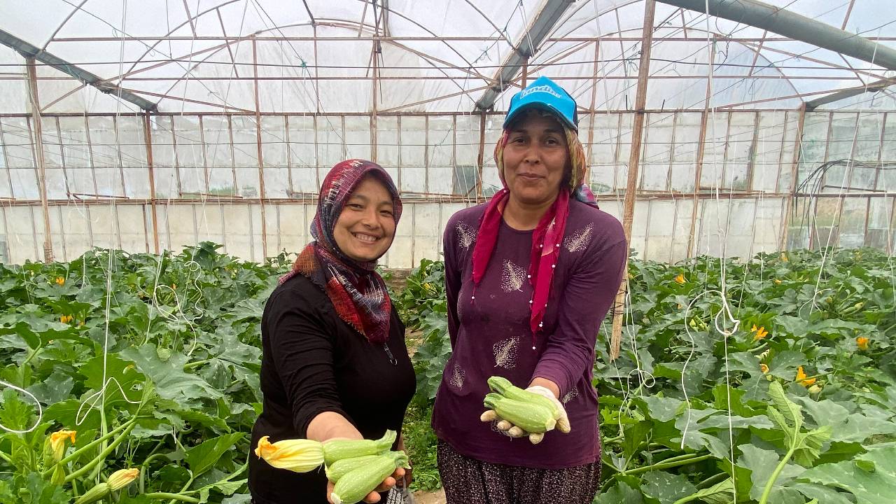 3,5 Dönüm Araziden Avrupa’ya İhracat: Mini Kabağın Kilosu 50 TL’ye Düştü