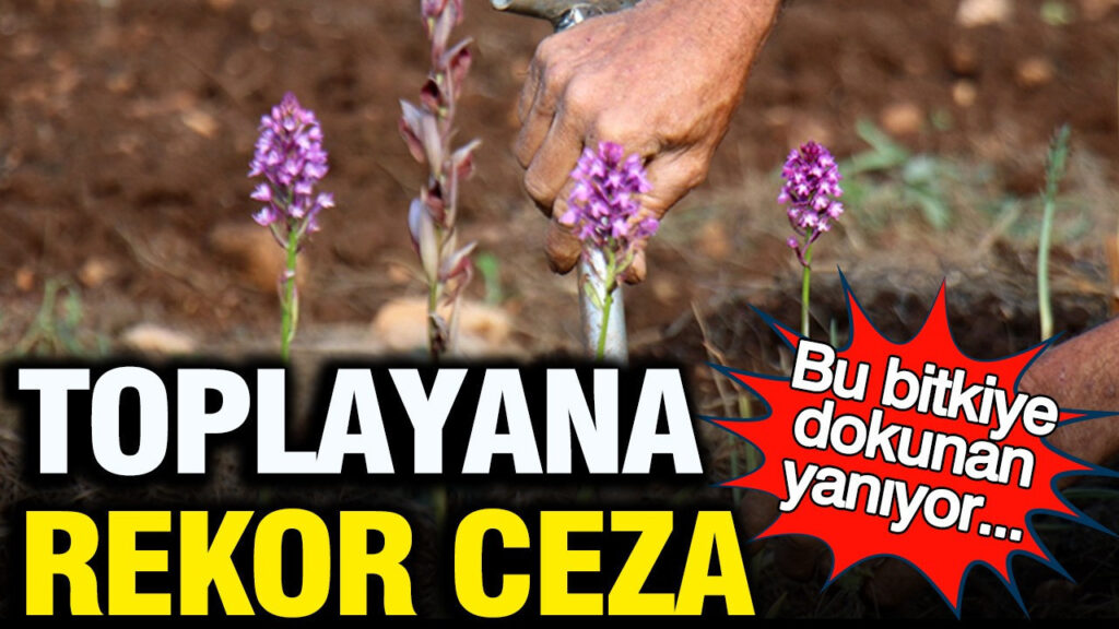 Kocaeli’de İzinsiz Salep Orkidesi Toplayan Kişiye 700 Bin Lira Para Cezası