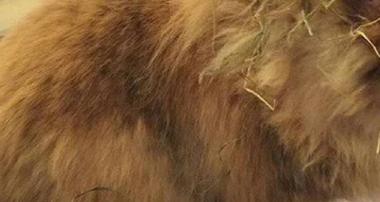 15 Yıl Yaşında Tarihe Geçen Tavşan: Türünün En Yaşlısı Oldu