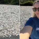 Her Sabah Restoran Çöplerinden İstiridye Kabukları Toplayan Deniz Biyoloğu, Çevre İçin Örnek Bir Proje Geliştiriyor